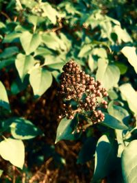 High angle view of flowering plant on field