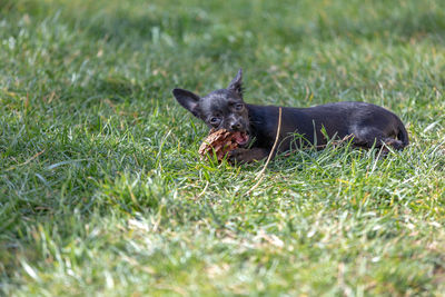 Black dog running in field