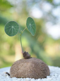 Close-up of fruit growing on field