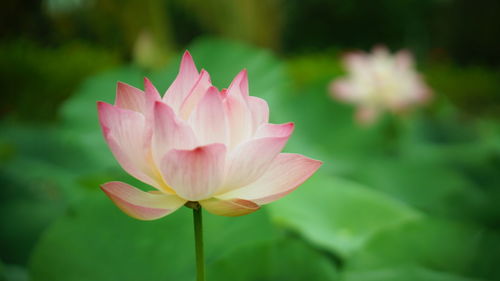 Close-up of pink lotus water lily