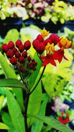 Close-up of red flower