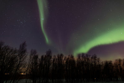 Low angle view of trees against sky at night