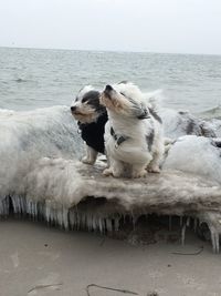 Dog relaxing on beach against clear sky