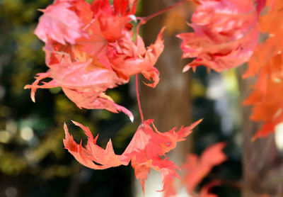 Close-up of red maple leaves on plant during autumn