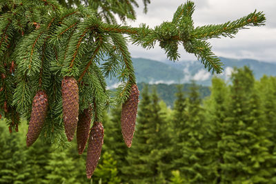 Close-up of pine tree