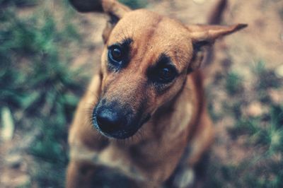 Close-up portrait of dog