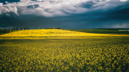 Scenic view of agricultural field against sky