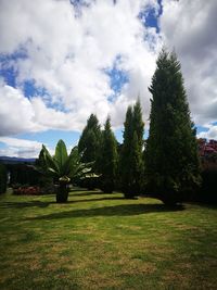 Trees on field against sky