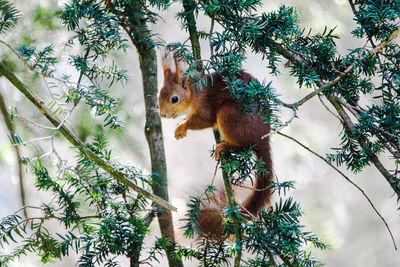 Portrait of squirrel