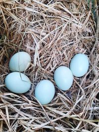 Portrait of free-range chicken eggs behind my house