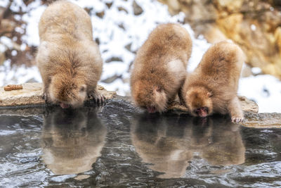 Snow monkeys, japanese macaque, relaxing by the hot spring water in jigokudani monkey park, japan.