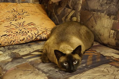 Portrait of cat lying on bed