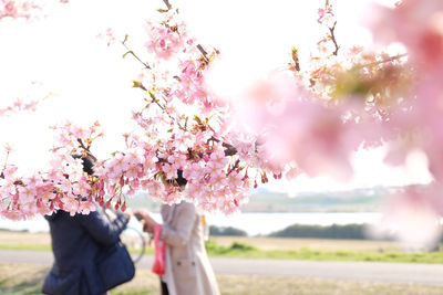 People standing by cherry blossom tree in park