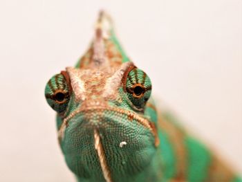 Close-up of lizard on white background