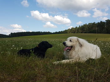 Dog in a field