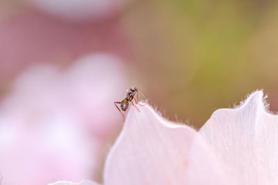 Close-up of insect on flower