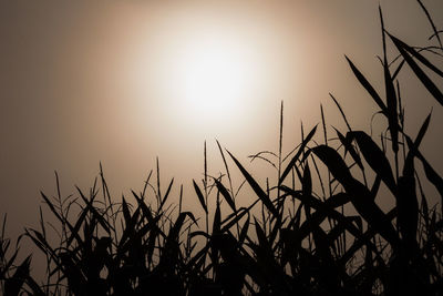 Close-up of stalks against sky at sunset