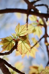 Low angle view of leaves against sky