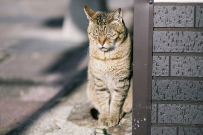 Close-up of cat