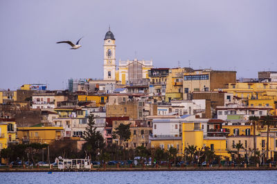 Birds flying over buildings in city