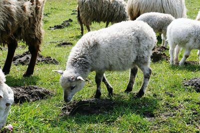 Close-up of sheep grazing on field