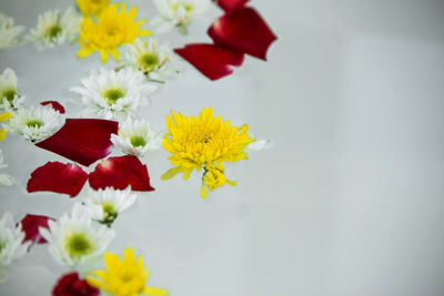 Close-up of flowers on plant