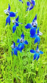 Close-up of purple flowers growing in field