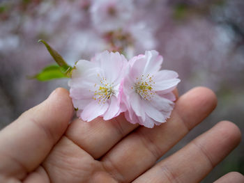 Close-up of hand holding pink flower