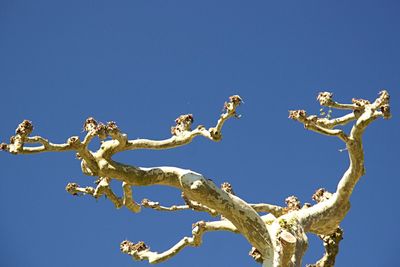 Low angle view of bare tree against blue sky