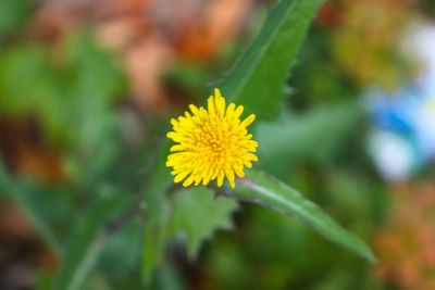 Close-up of yellow flower blooming outdoors