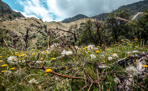 Scenic view of field against sky