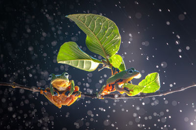 Close-up of raindrops on leaves