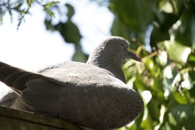 Close-up of pigeon perching on branch