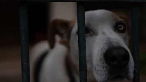 Close-up dog looking away