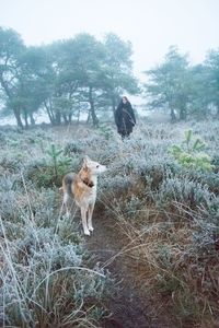 Dog on field during winter