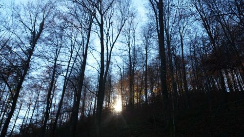 Low angle view of bare trees against sky