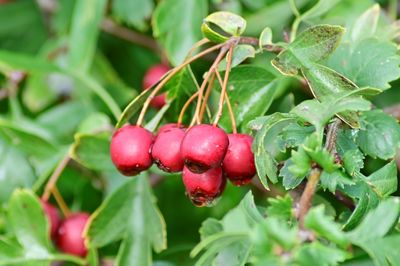 Close-up of red berries growing on plant