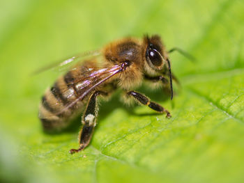 Close-up of insect on leaf