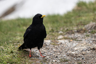 Black bird perching on a field