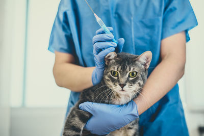 Veterinarian doctor is giving an injection to a cat