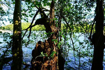 Trees growing in forest