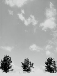 Low angle view of trees against sky