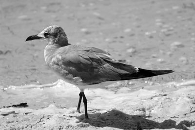 Close-up of bird perching on beach