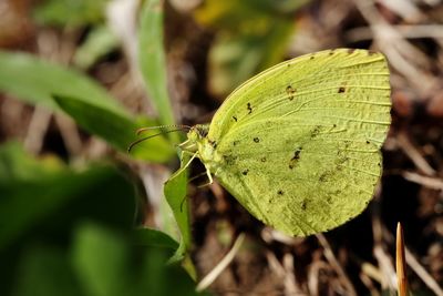 Close-up of butterfly on leaves