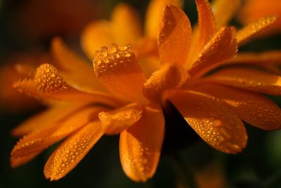 Close-up of wet orange flower