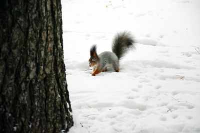 Close-up of squirrel on snow during winter