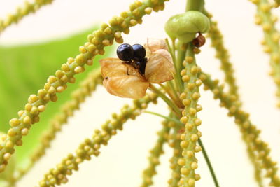 Close-up of insect on plant