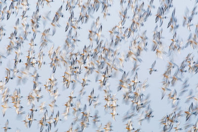 Full frame shot of birds flying against sky