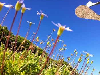 Low angle view of plants against blue sky