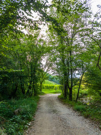Footpath leading towards trees